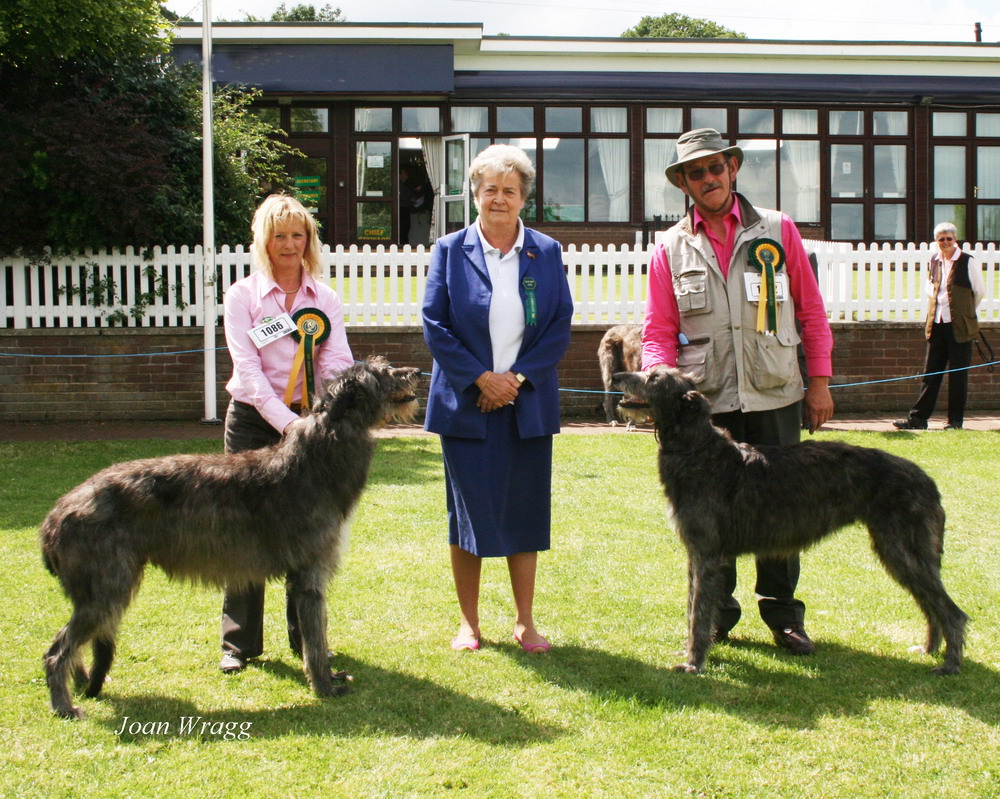 BOB & BOS Deerhound Club Breed Show 2012